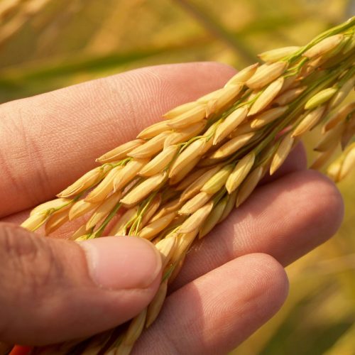 rice 2